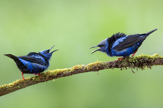 Pair of red-legged honeycreepers shouting at each other while sitting on the same branch. Beautiful blue birds with red legs. Typical for Central America, tiny yet amazing.