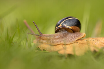 A single snail slowly moving through fresh green spring grass, stopping on a single leaf. Close up photograph of this very common creature.