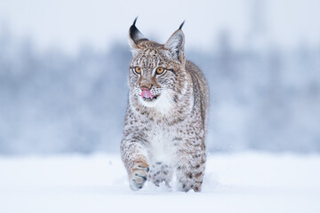 Jeune lynx eurasien sur la neige. Animal étonnant, marchant librement sur un pré couvert de neige par temps froid. Beau cliché naturel dans un lieu original et naturel. Cub mignon mais prédateur dangereux et en voie de disparition.