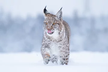 Gordijnen Jonge Euraziatische lynx op sneeuw. Geweldig dier, vrij wandelen op besneeuwde weide op koude dag. Mooie natuurlijke opname op originele en natuurlijke locatie. Leuke welp maar toch gevaarlijk en bedreigd roofdier. © janstria