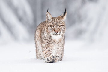 Young Eurasian lynx on snow. Amazing animal, walking freely on snow covered meadow on cold day. Beautiful natural shot in original and natural location. Cute cub yet dangerous and endangered predator.