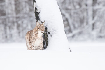 Young Eurasian lynx on snow. Amazing animal, walking freely on snow covered meadow on cold day. Beautiful natural shot in original and natural location. Cute cub yet dangerous and endangered predator.