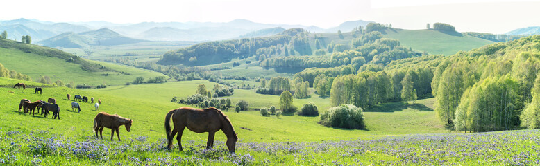 Morning rural landscape, horses graze in a spring meadow, panoramic view
