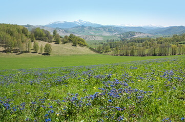 View of a blooming spring meadow, mountain landscape on a sunny day