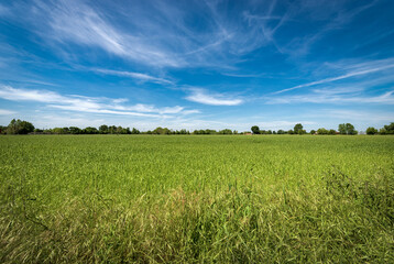 Rural landscape with a green wheat field in springtime, Padan Plain or Po valley (Pianura Padana, Italian). Mantua province, Italy, southern Europe.