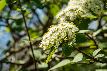 Flowering bush of leatherleaf viburnum (Viburnum rhytidophyllum Alleghany)  on green blurred background. White flowers in inflorescences on branches. Selective focus. Nature concept for natural design