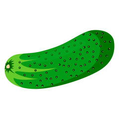 cucumber illustration vector isolated on white background