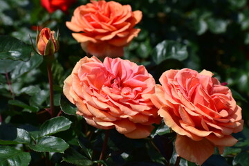 Obraz premium rose