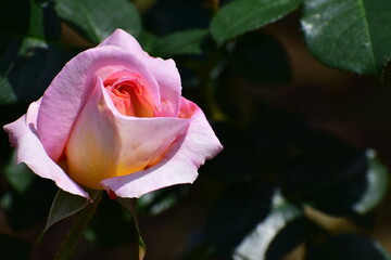 rose