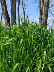 Lush green grass against the background of dry old trees