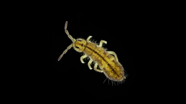 Collembola insect under the microscope, Order Entomobryomorpha, family Isotomidae.