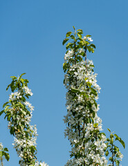 Blooming apple tree against blue spring sky. Selective focus. Close-up of white flowers of apple tree on long vertical branches. Sunny day. Nature concept for design. There is place for your text.