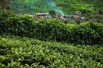 Beautiful fresh green tea plantation