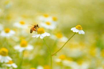 honey bee on chamomile