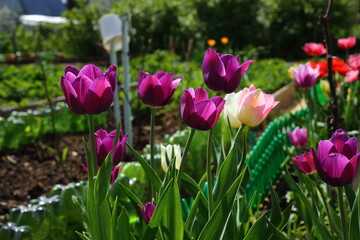 Close-up of the flower tulips blooming in the garden