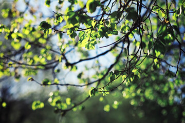 Fototapeta na wymiar Bright spring greens at dawn in the forest. Nature comes to life in early spring.