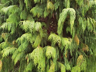 Pendulous branches of Chamaecyparis Nootkatensis Pendula.