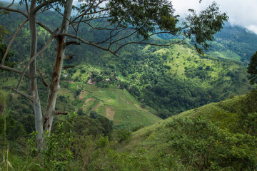 Beautiful fresh green tea plantation