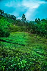 Fresh green tea plantation at Sri lanka.
