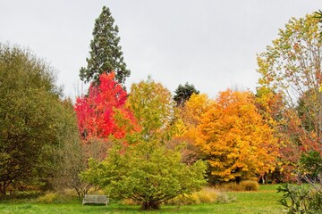 autumn tree in the park