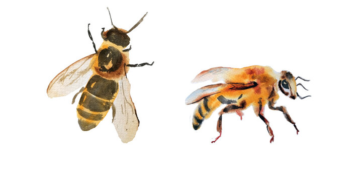 Handdrawn watercolor illustration. Two beautiul bees isolated on white background