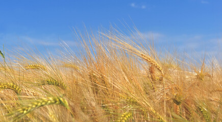 ear of wheat growing in a field textured  under blue sky