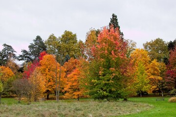 autumn tree in the park