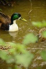ducks are swimming on the lake