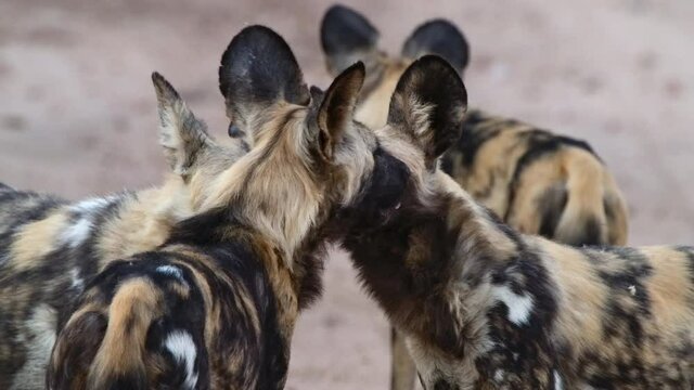 Medium shot of African Wild Dogs licking the pregnant Alpha female's face. Slow motion, Greater Kruger. 