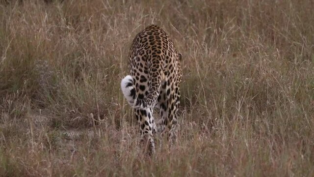 Wide shot of the backside of a young male leopard walking through the dry grass at dusk in slow motion, Greater Kruger.