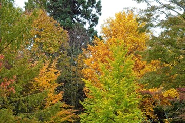 autumn tree in the park
