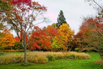 autumn tree in the park