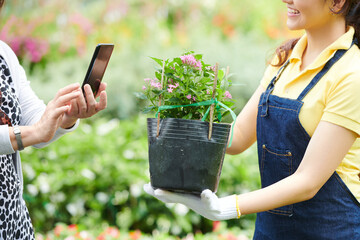 Naklejka na ściany i meble Gardening center worker showing blooming plant to customer who is photographing it on smartphone