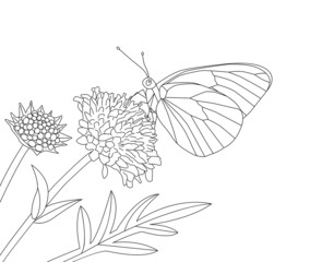 Black-veined White butterfly on a flower of Field Scabious. Line drawing in vector