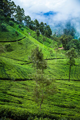 Field tea asia, sri lanka