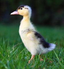 Cute small fluffy duckling outdoor. Yellow baby duck bird on spring green grass discovers life. Organic farming, animal rights