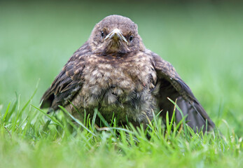 Young blackbird, Baby Turdus merula sits on a green grass. Slovakia. Europe