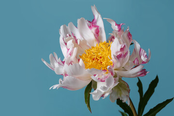Funny white-pink peony flower not even shape isolated on a blue background.