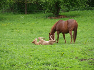 Reiten 