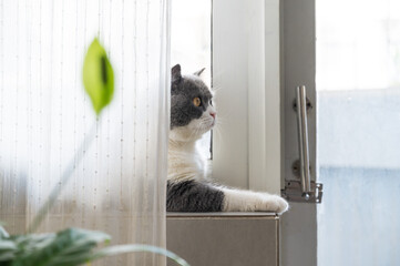 Cute british shorthair cat by the window