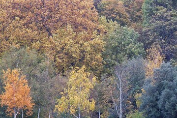 Obraz premium autumn tree in the park