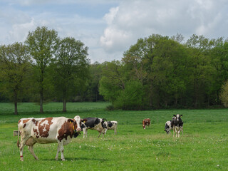 Kühe auf einer Weide am Niederrhein