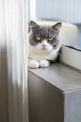 Cute british shorthair cat by the window