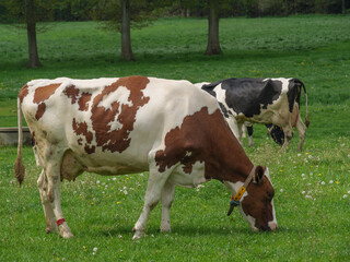 Fototapeta na wymiar Kühe auf einer Weide am Niederrhein