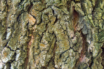 willow bark texture. bark of an old tree. bulges and depressions