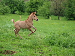 Fohlen 