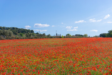 Closeup of a meadow of poppy flowers