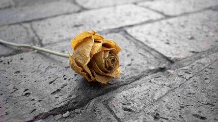 yellow rose laying on a brick paving area