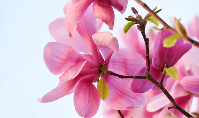 Bright pink magnolia flowers close-up. Floral spring background.
