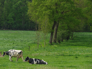 Fototapeta premium Kühe auf einer Weide am Niederrhein